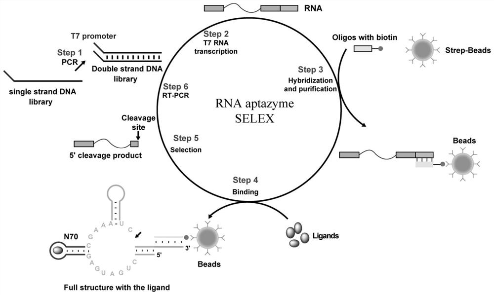 Aptamer screening method and application thereof