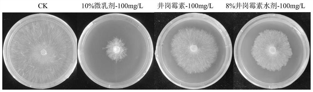 Botanical bactericidal composition for preventing and treating rice sheath blight disease, preparation and application of botanical bactericidal composition