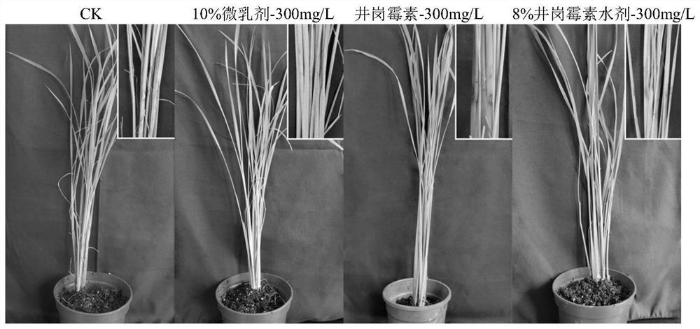 Botanical bactericidal composition for preventing and treating rice sheath blight disease, preparation and application of botanical bactericidal composition
