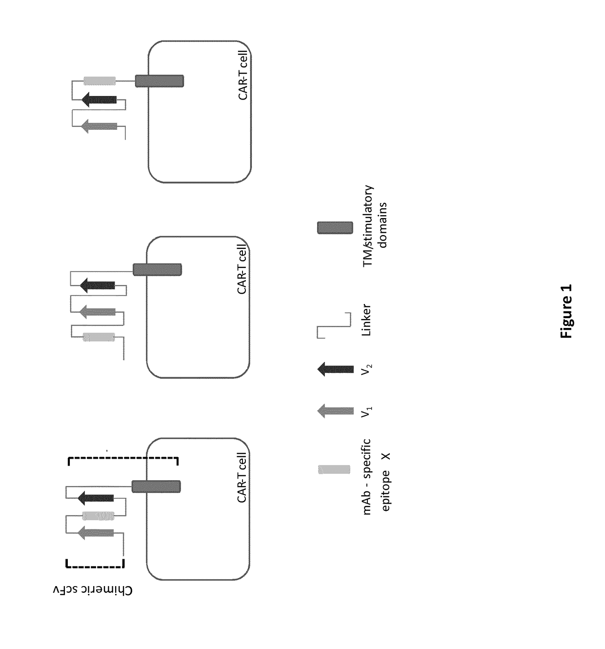 mAb-DRIVEN CHIMERIC ANTIGEN RECEPTOR SYSTEMS FOR SORTING/DEPLETING ENGINEERED IMMUNE CELLS
