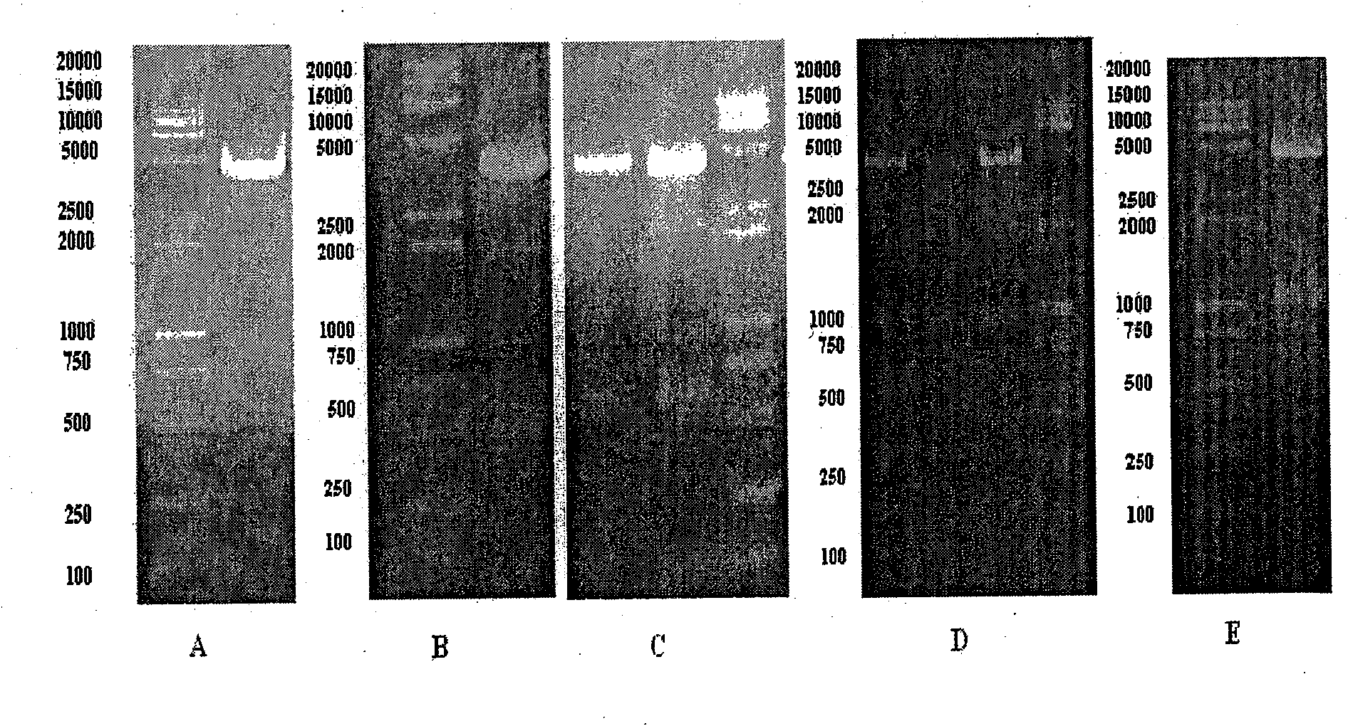 Recombinant plasmids containing B cell activation factor gene promoters with different lengths and their preparation method and application
