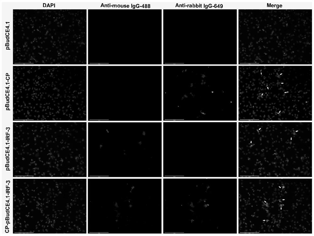 A Bicistronic DNA Vaccine for Grouper Viral Neuronecrosis