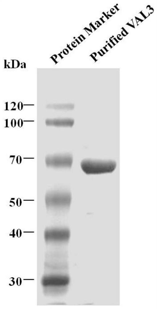 A kind of endo-algin lyase, its encoding gene and application