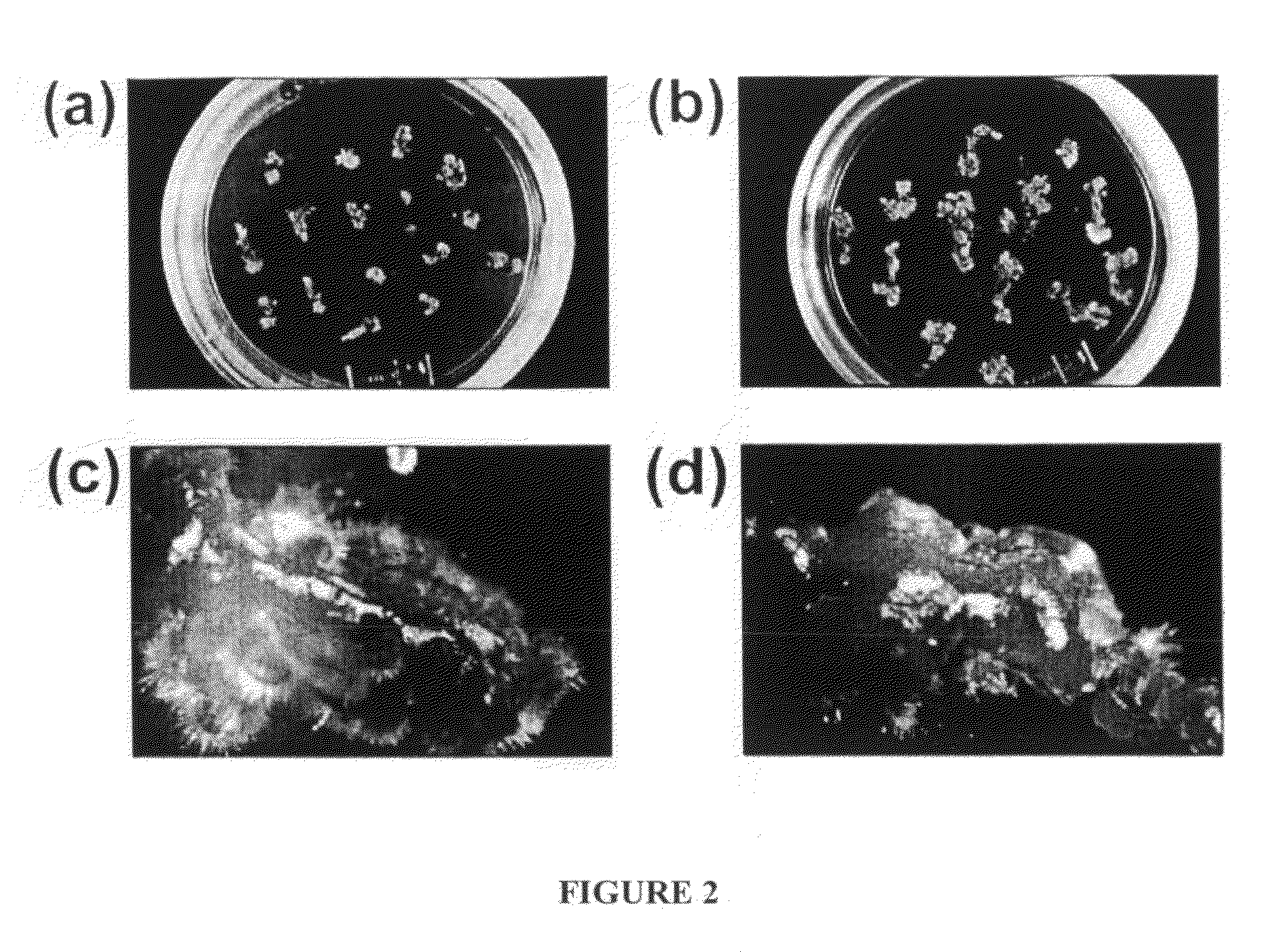 Methods and compositions for transformation and regeneration of maize