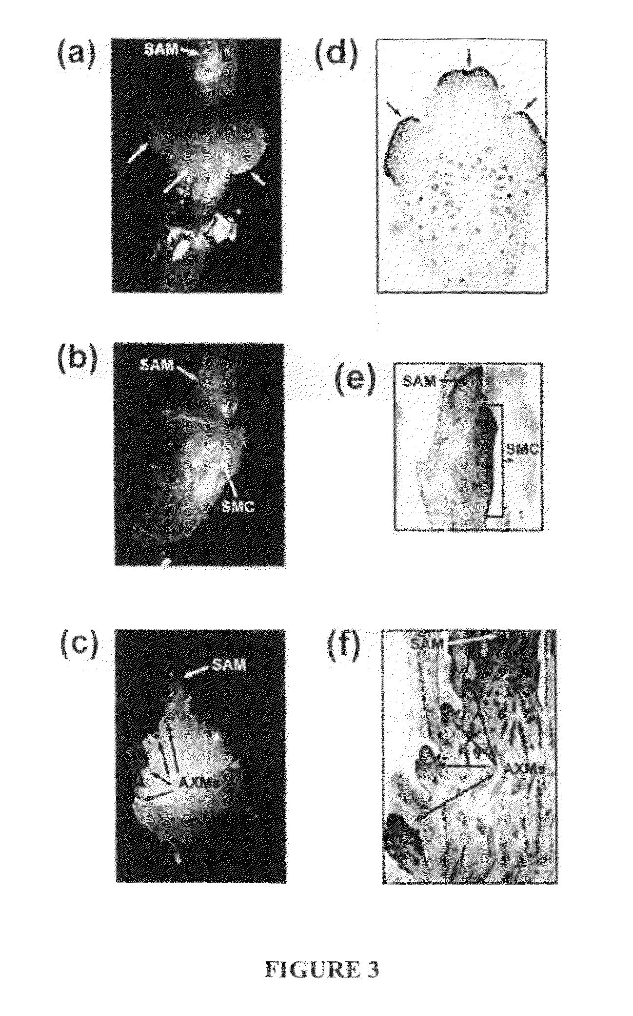 Methods and compositions for transformation and regeneration of maize