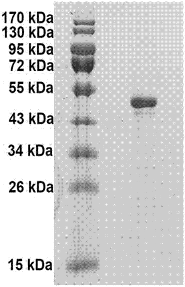 Fab fragment of fully-human recombinant anti-CD40L monoclonal antibody and preparation method thereof