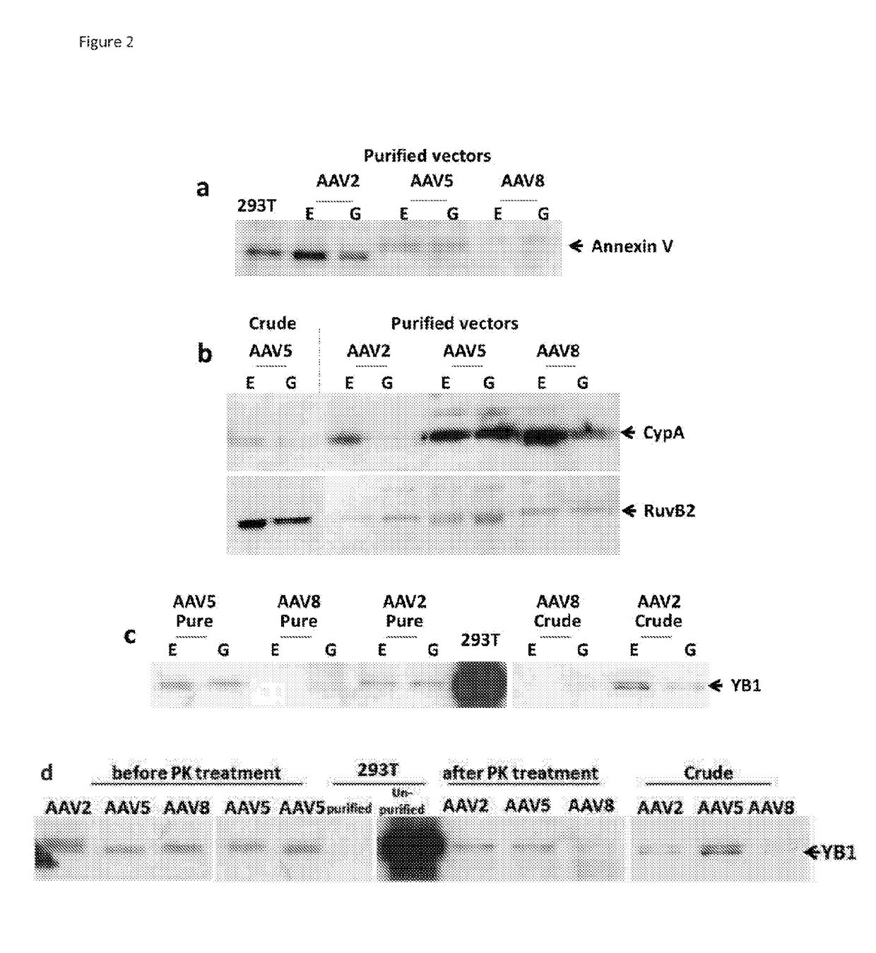 High titer production of adeno-associated viral vectors