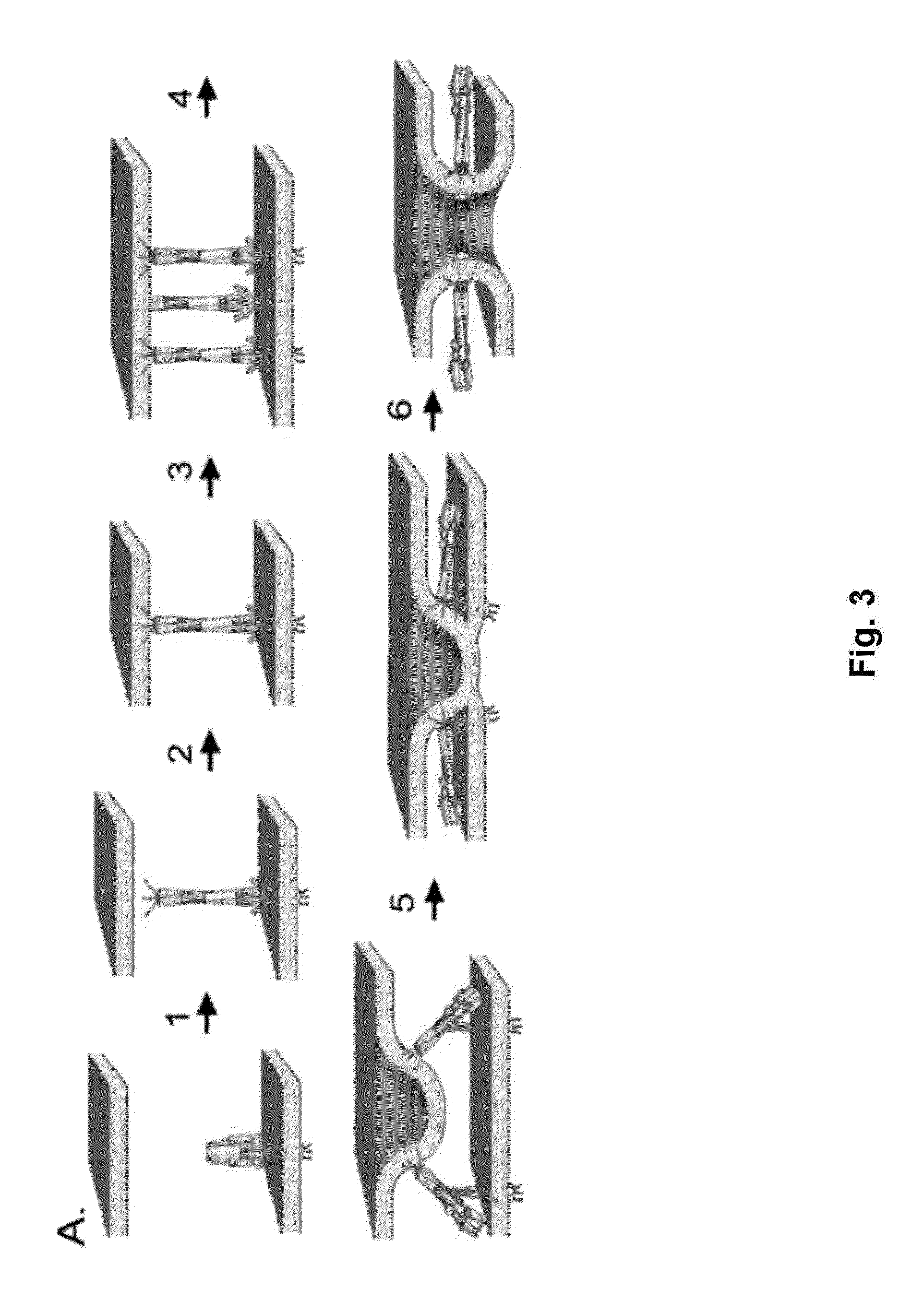 Influenza virus compositions and methods for universal vaccines