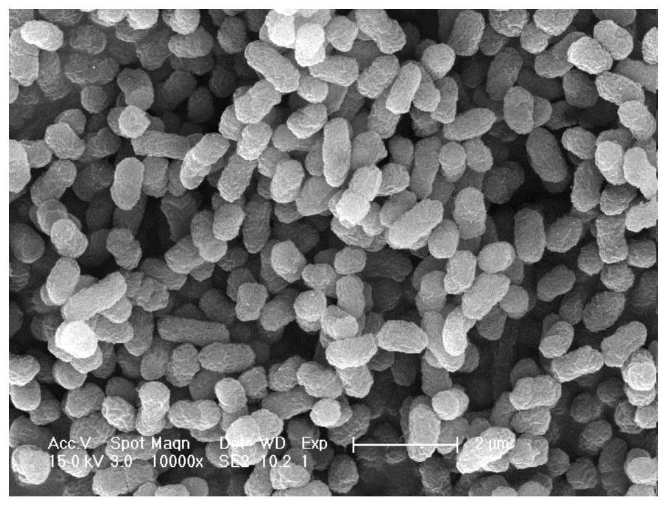 Bacterium capable of secreting riboflavin and resisting heavy metal copper and cadmium and application thereof