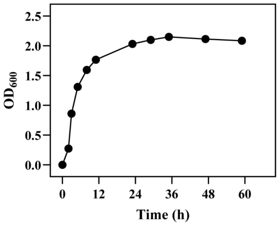 Bacterium capable of secreting riboflavin and resisting heavy metal copper and cadmium and application thereof