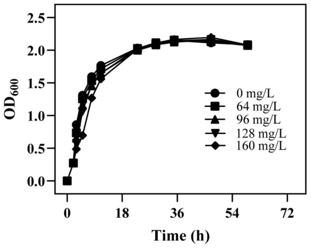 Bacterium capable of secreting riboflavin and resisting heavy metal copper and cadmium and application thereof