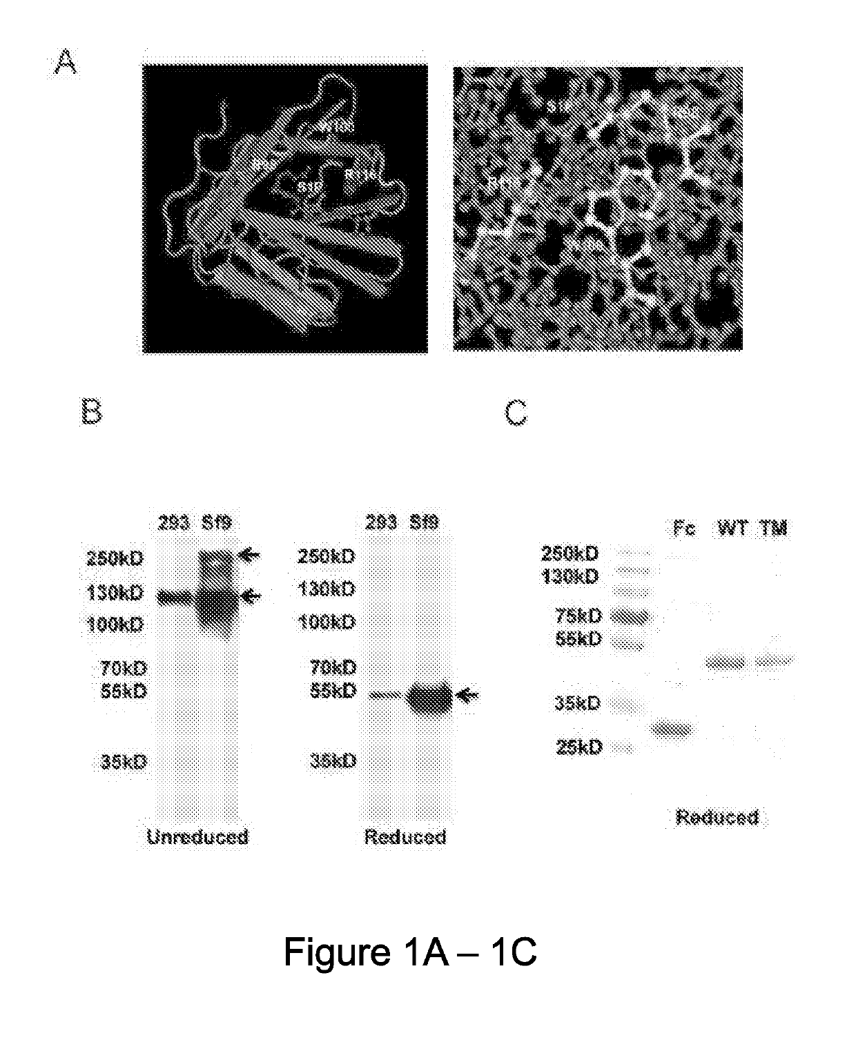 Apom-fc fusion proteins, complexes thereof with sphingosine 1-phosphate (S1P), and methods for treating vascular and non-vascular diseases