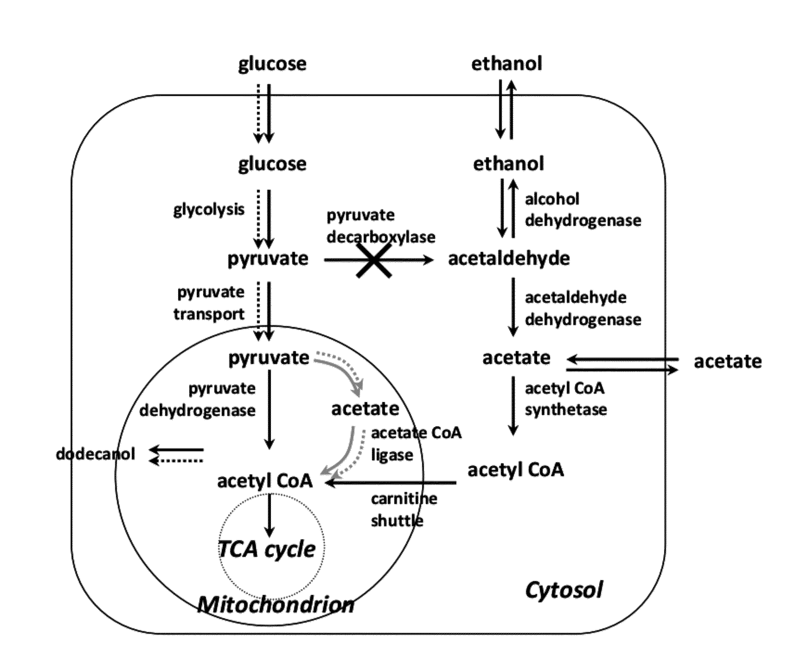 Primary alcohol producing organisms