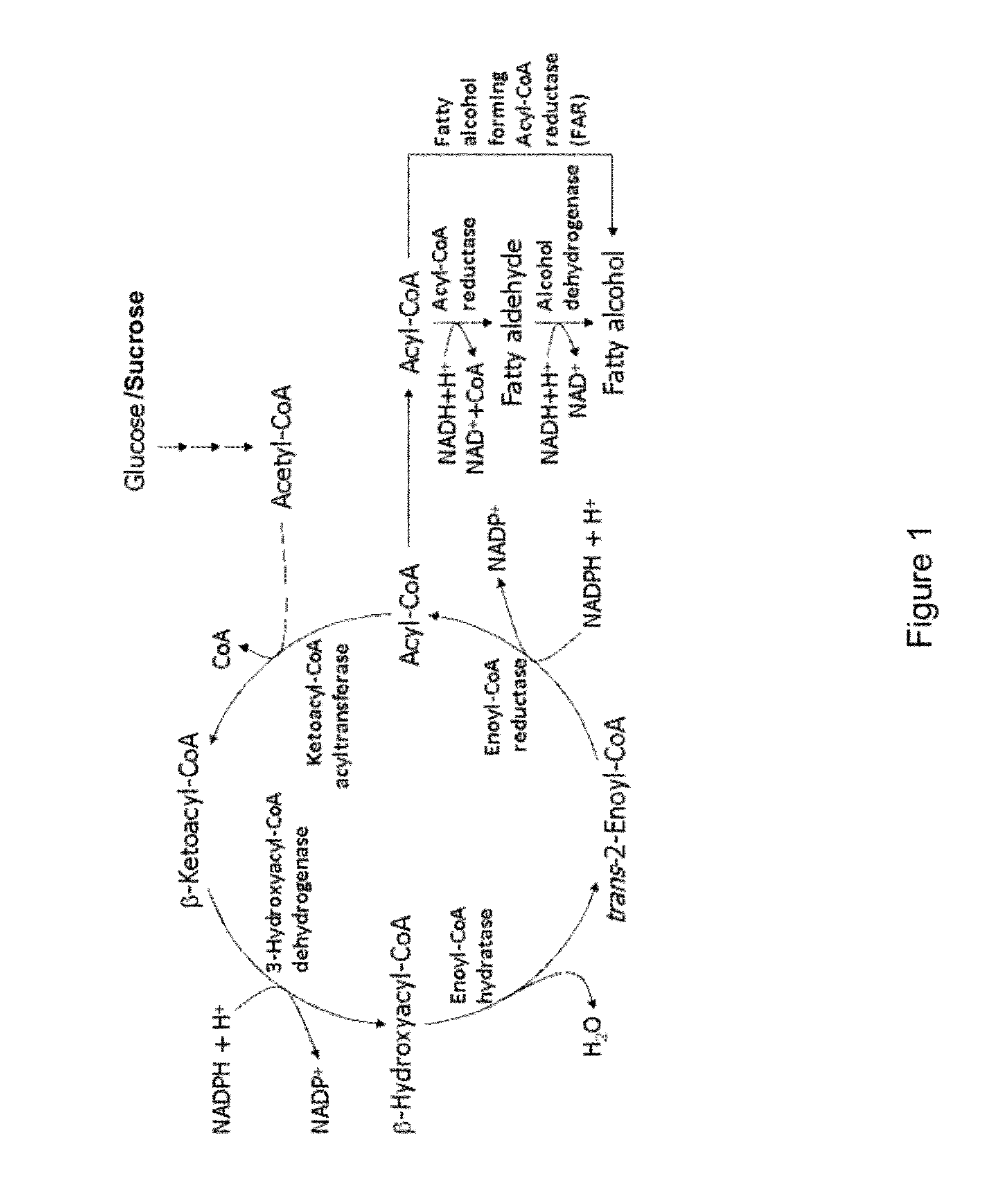 Primary alcohol producing organisms