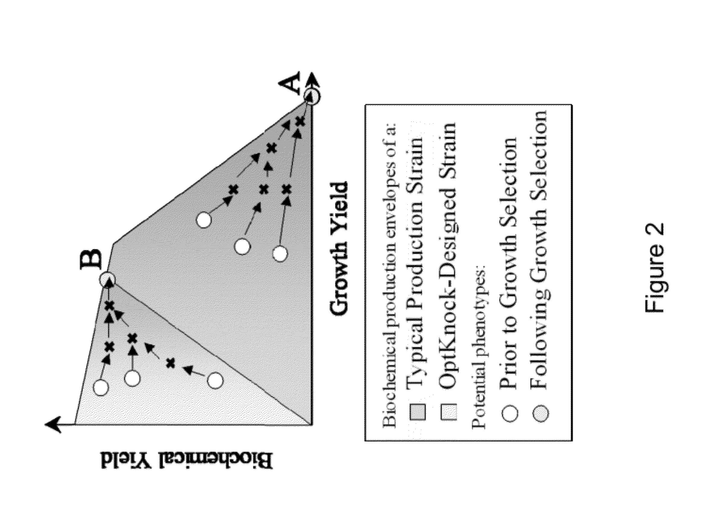 Primary alcohol producing organisms