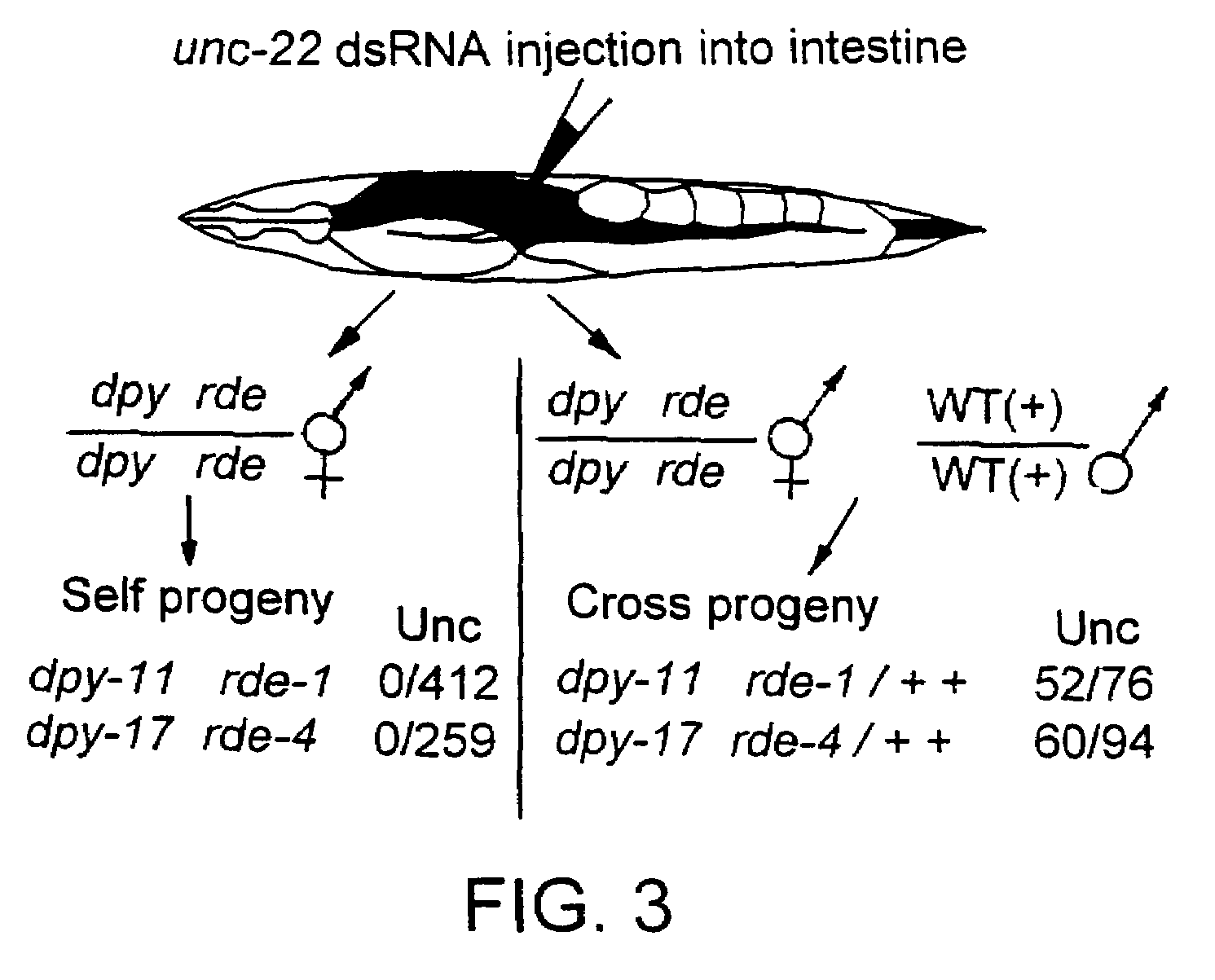 RNA interference pathway genes as tools for targeted genetic interference