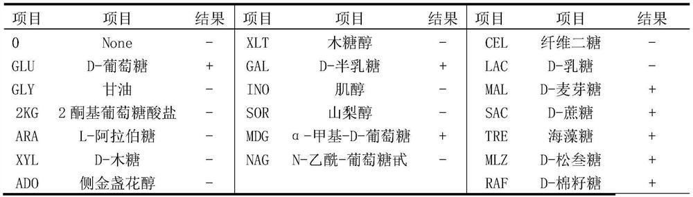 Saccharomyces cerevisiae, leavening agent, preparation method of leavening agent, application of leavening agent in preparation of fermented food, beer preparation method