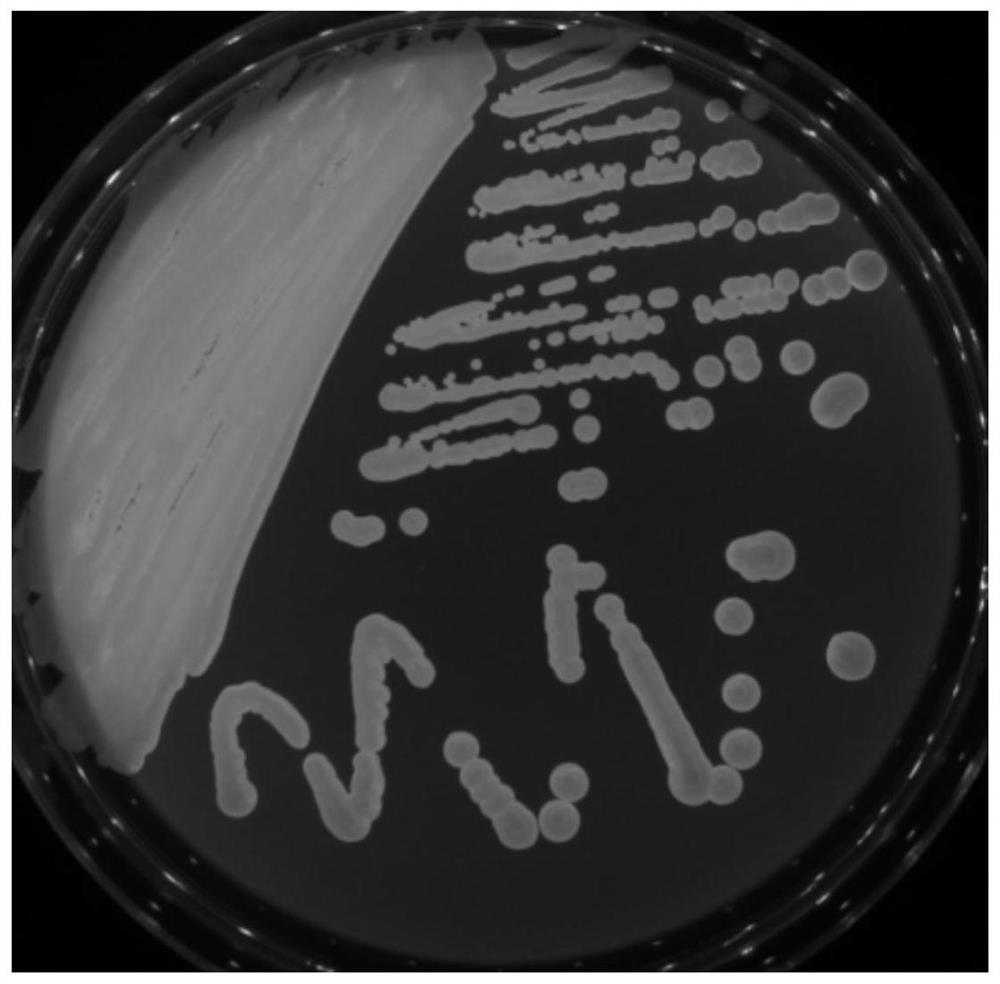 Saccharomyces cerevisiae, leavening agent, preparation method of leavening agent, application of leavening agent in preparation of fermented food, beer preparation method