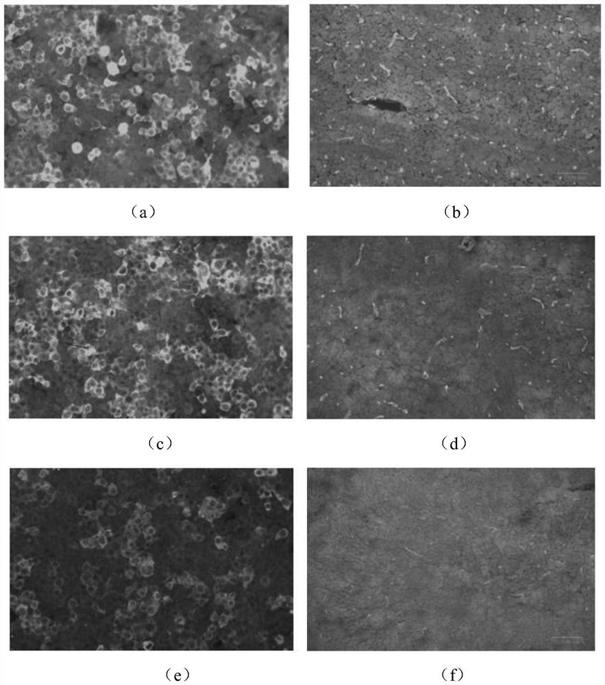 Vibration device for immunofluorescence method