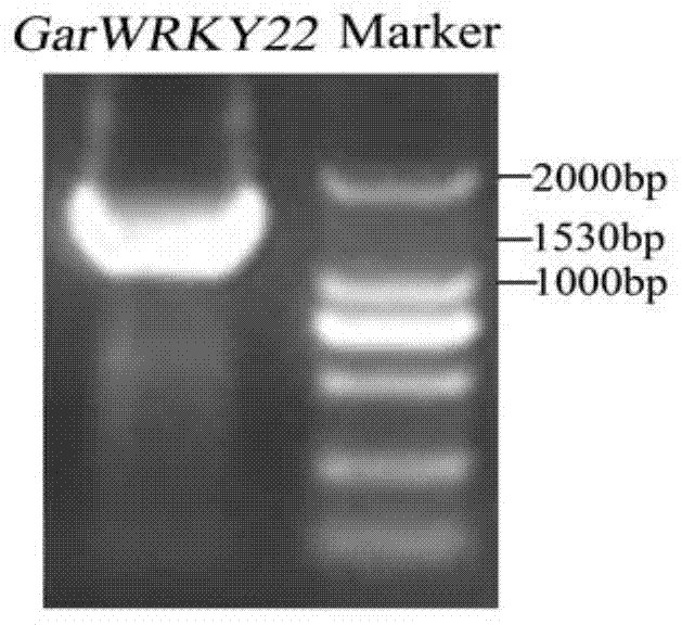 Cotton WRKY transcription factor GarWRKY22 for regulating salt tolerance of plants and application thereof