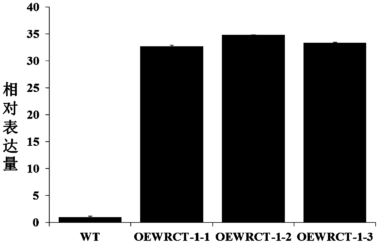 Cold-tolerant correlative coding gene of oryza rufipogon in bud stage, and applications thereof