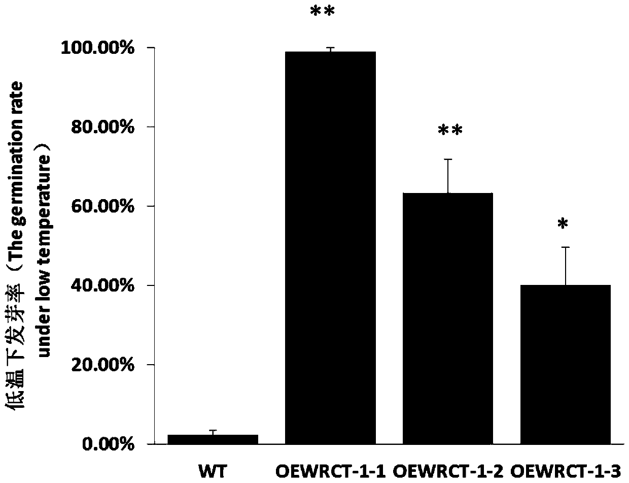 Cold-tolerant correlative coding gene of oryza rufipogon in bud stage, and applications thereof