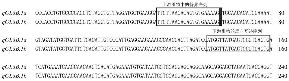 KASP molecular marker related to wheat grain length and application