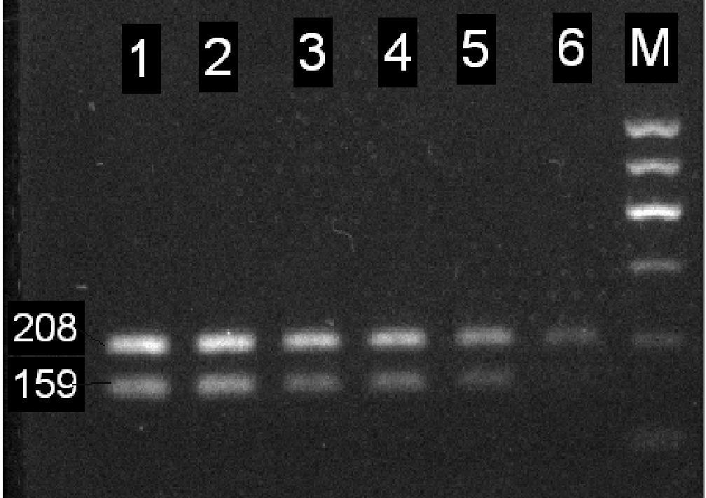 Multiplex PCR primer for synchronously detecting vibrio parahaemolyticus and vibrio alginolyticus, and design method thereof