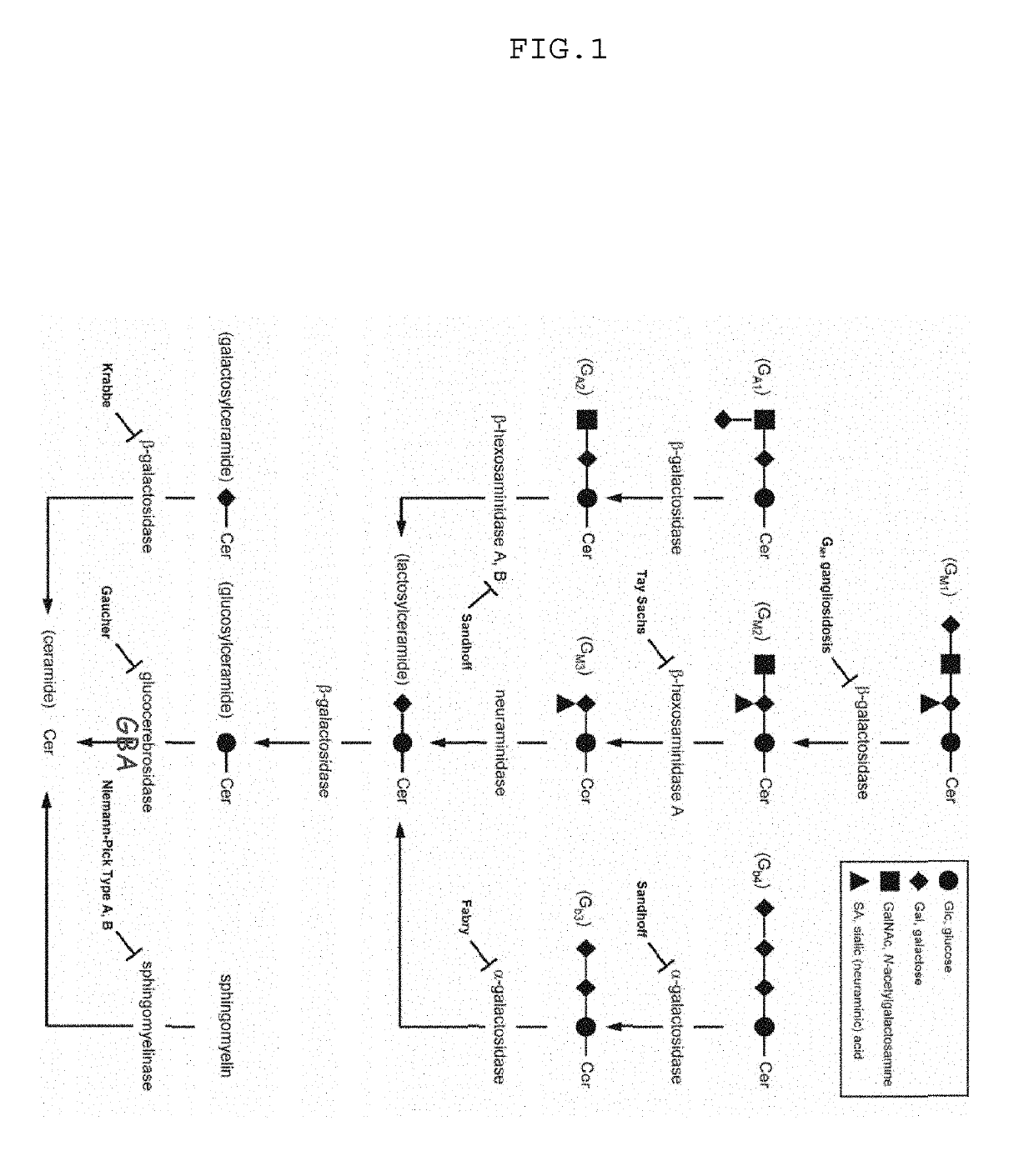 Progranulin (PGRN) and its derivatives for diagnosis and treatment of lysosomal storage diseases