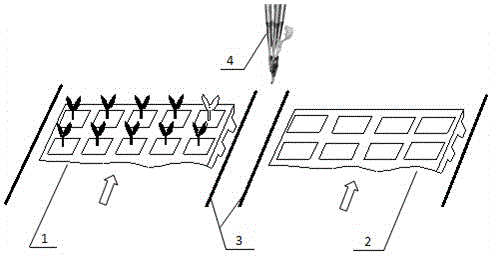 A method for taking seedlings and planting seedlings for transplanting plug seedlings