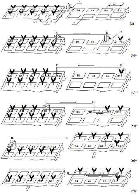 A method for taking seedlings and planting seedlings for transplanting plug seedlings