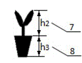 A method for taking seedlings and planting seedlings for transplanting plug seedlings