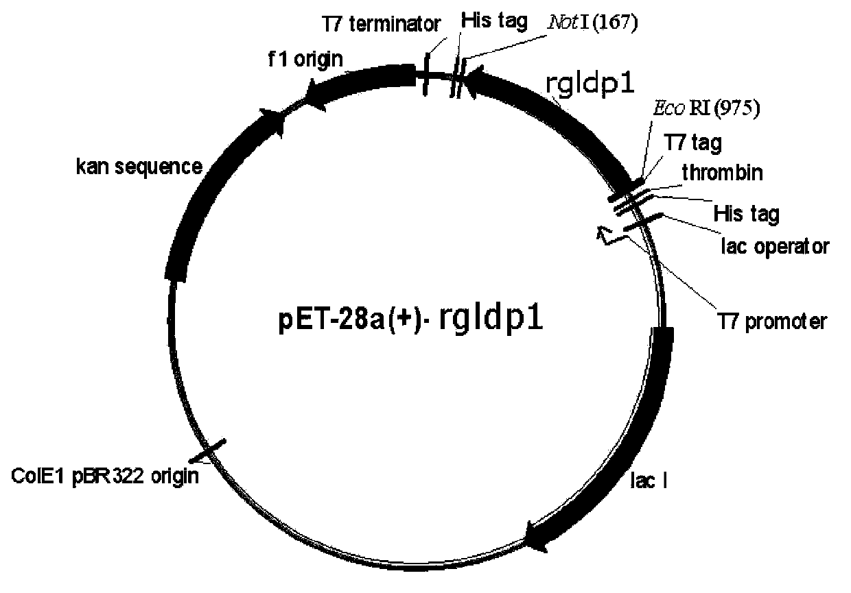R.glutinis lipid droplet protein 1, coding gene and application thereof