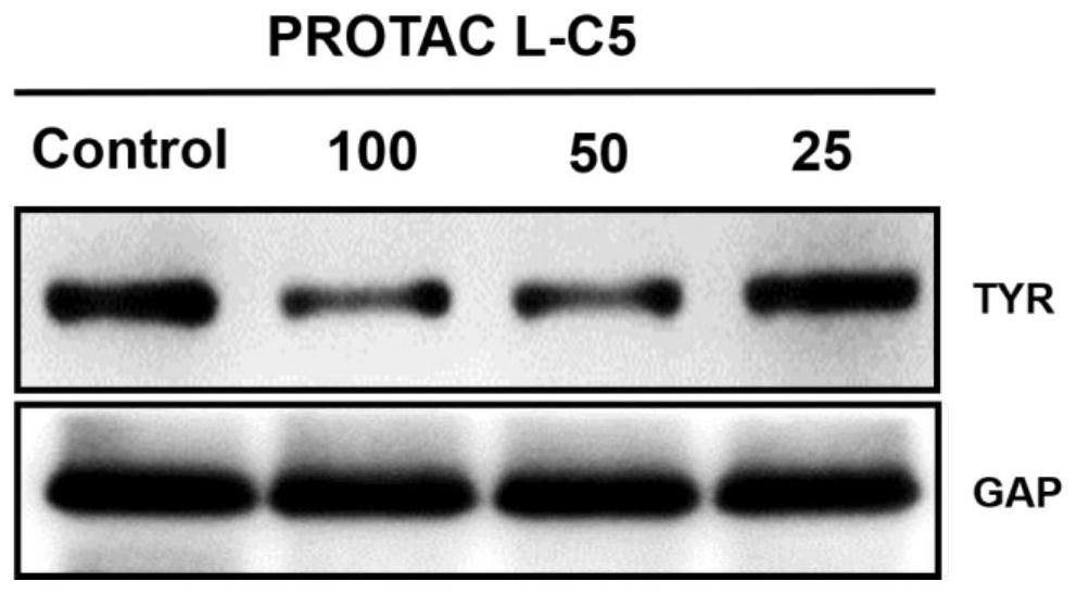 PROTAC for targeted degradation of tyrosinase, and application thereof