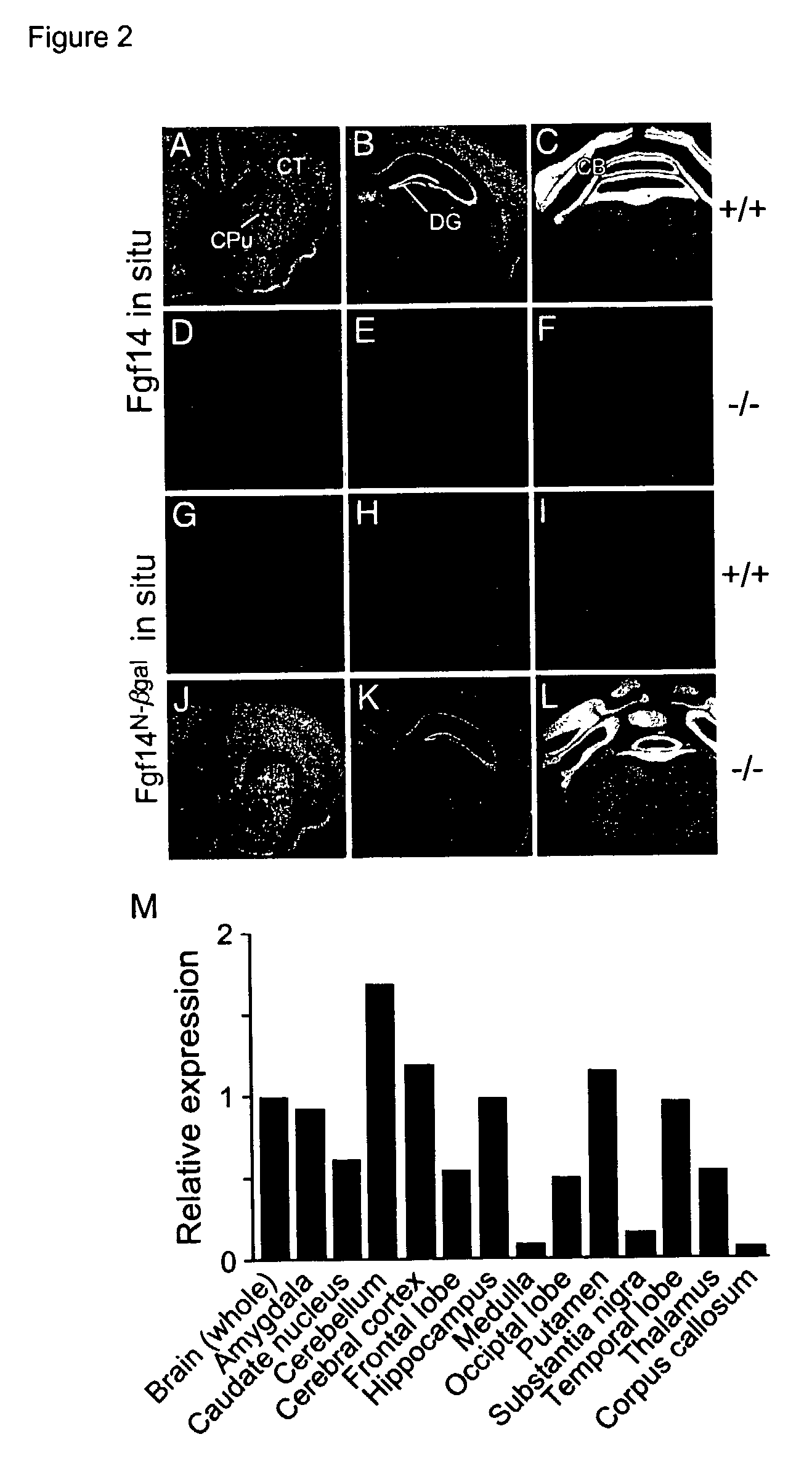 Animal model with disrupted Fgf14 gene