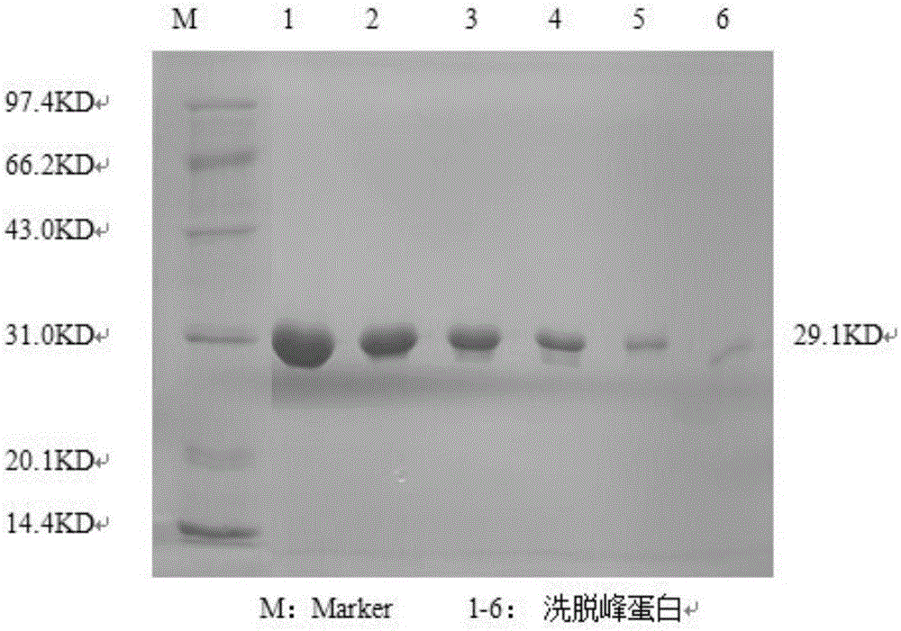 IgG binding epitopes of main soybean allergen Gly m Bd 28K
