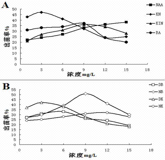 Method for breeding and regenerating plants from dormant buds of rice