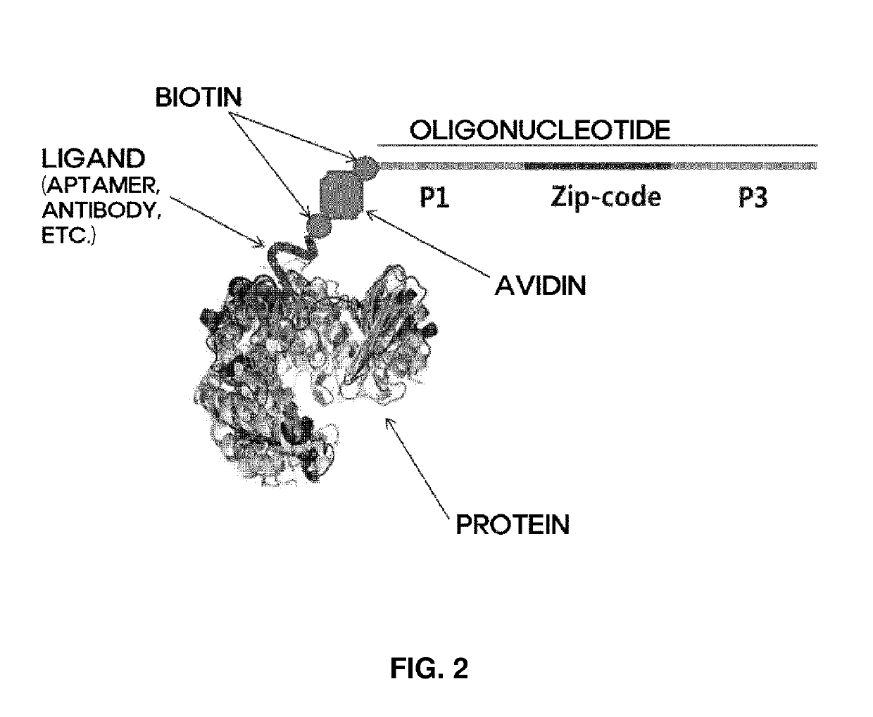 Method and apparatus for analyzing biomolecules by using oligonucleotide