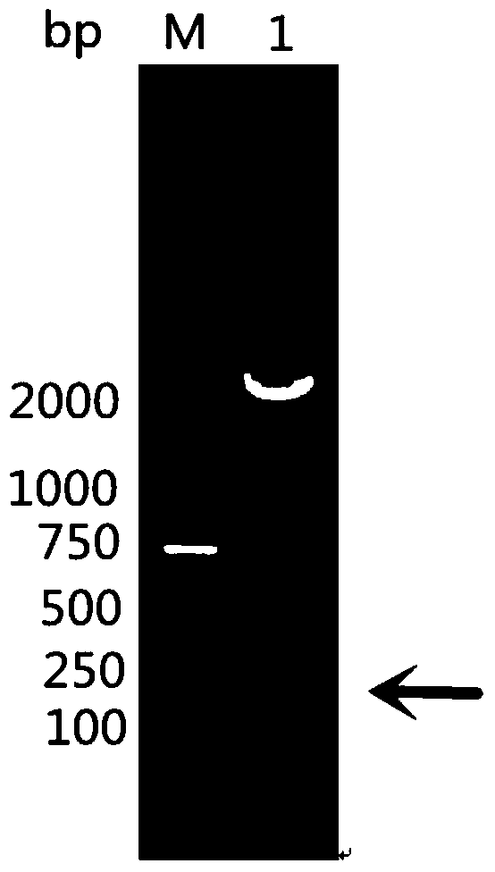 Kit and application based on recombinant protein of Riemerella anatipestifer omph truncated