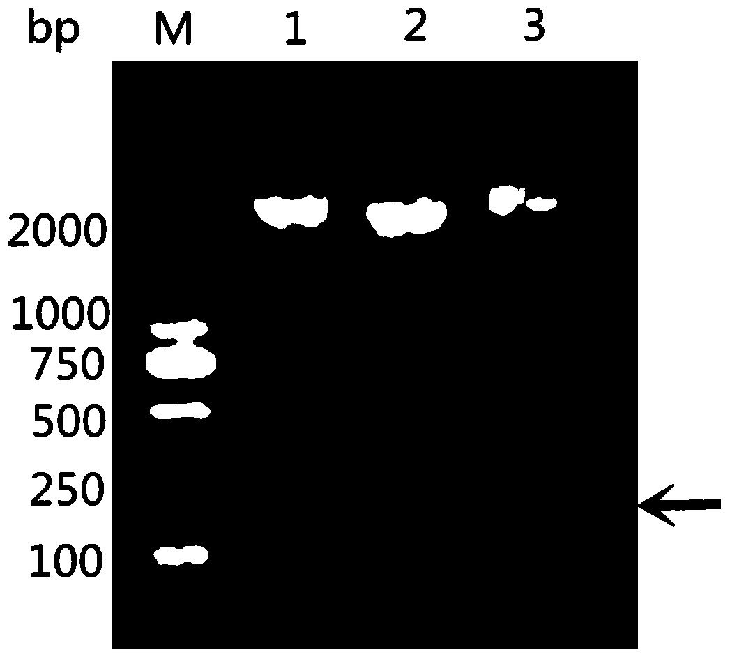 Kit and application based on recombinant protein of Riemerella anatipestifer omph truncated