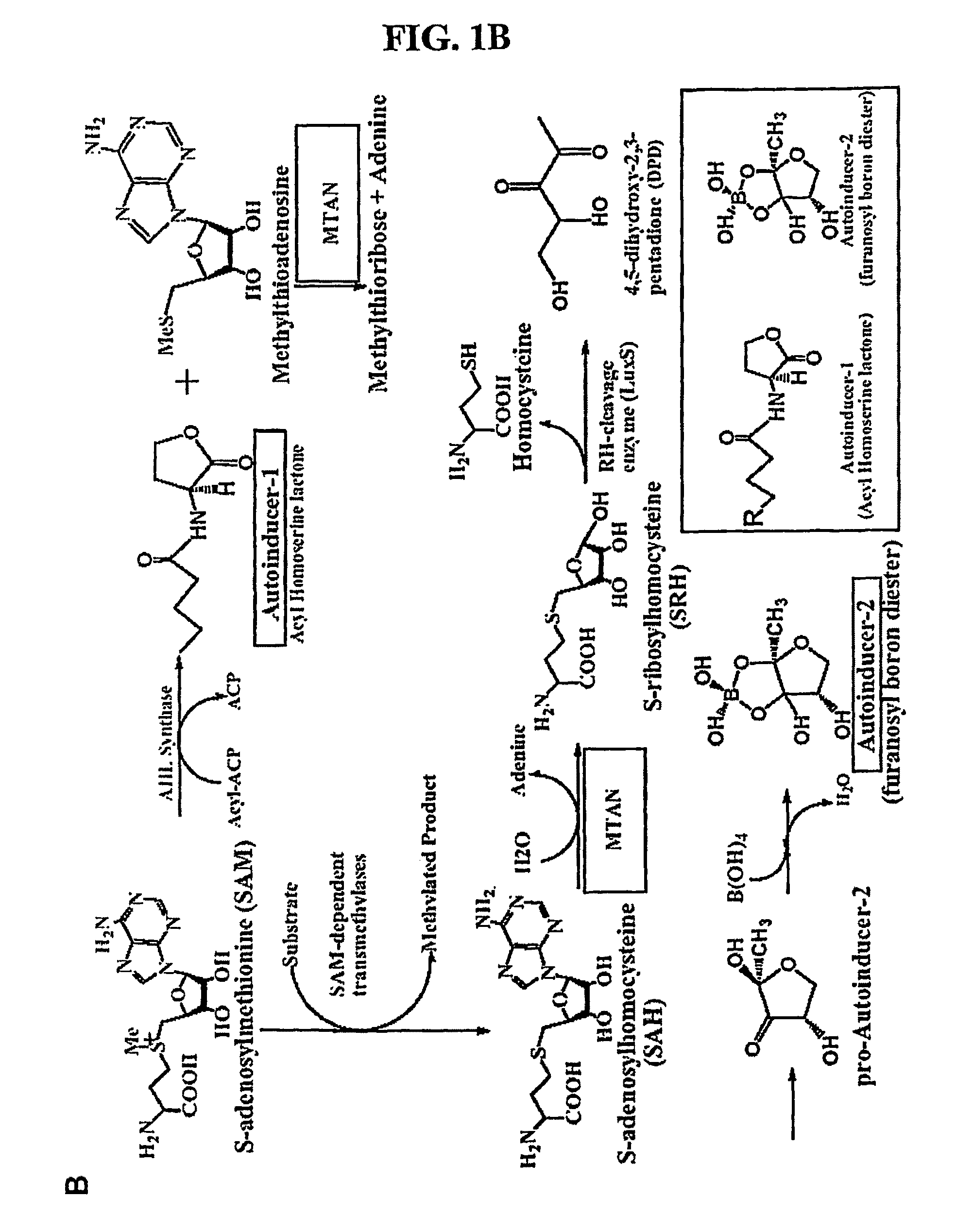 Transition state structure of 5'-methylthioadenosine/s-adenosylhomocysteine nucleosidases