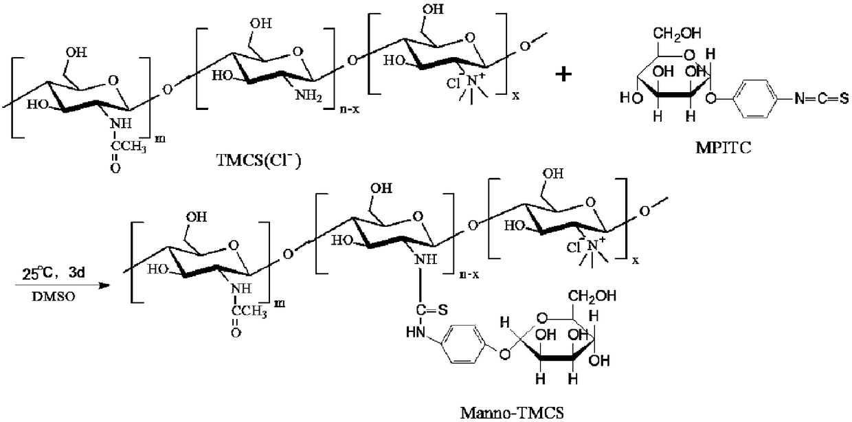 Preparation method and application of mannose grafted trimethyl chitosan