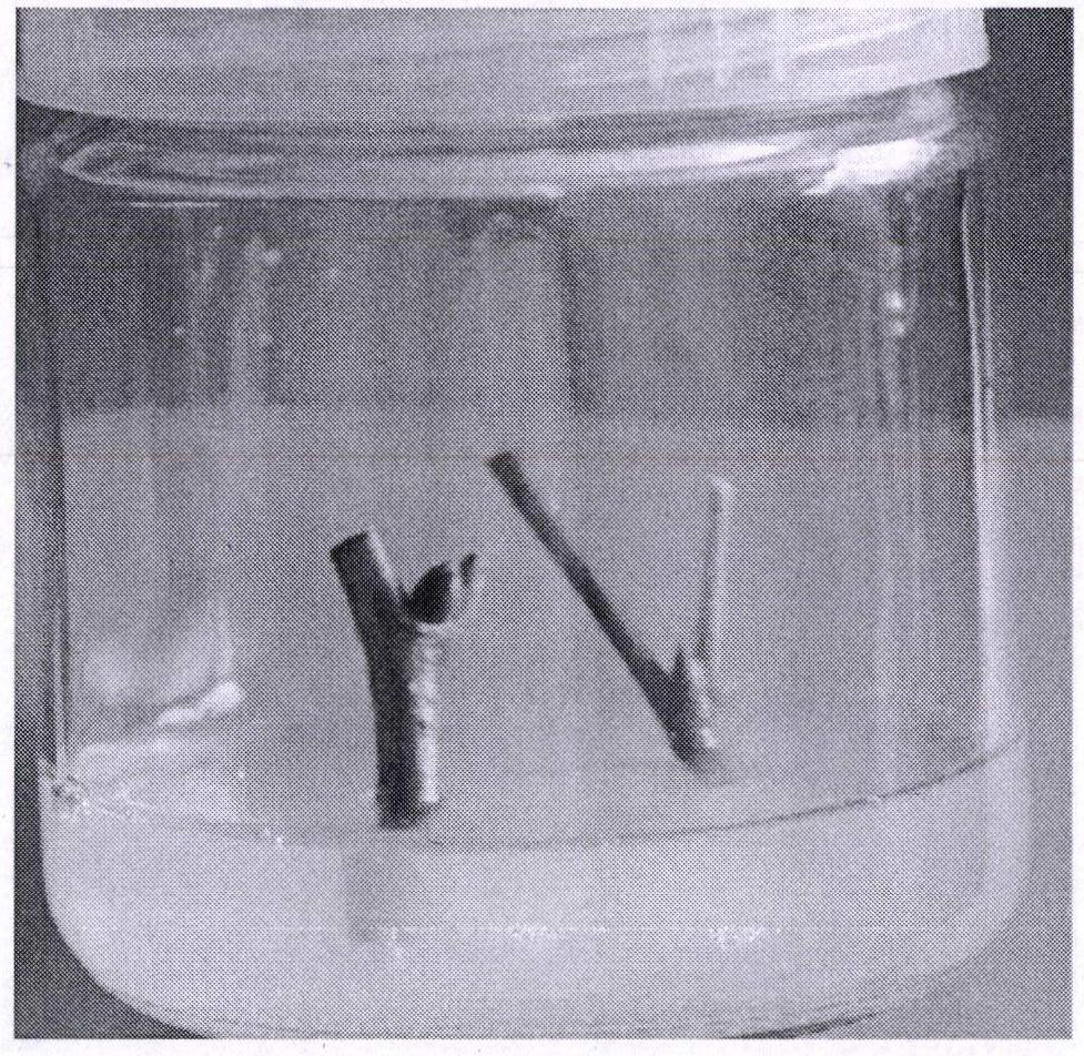 A kind of medium and culture method for improving tilia callus induction rate