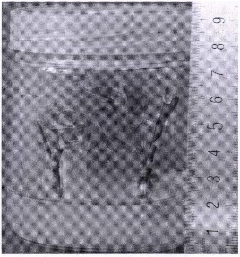 A kind of medium and culture method for improving tilia callus induction rate