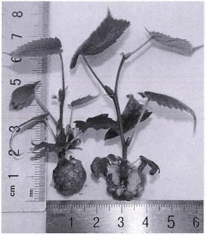 A kind of medium and culture method for improving tilia callus induction rate