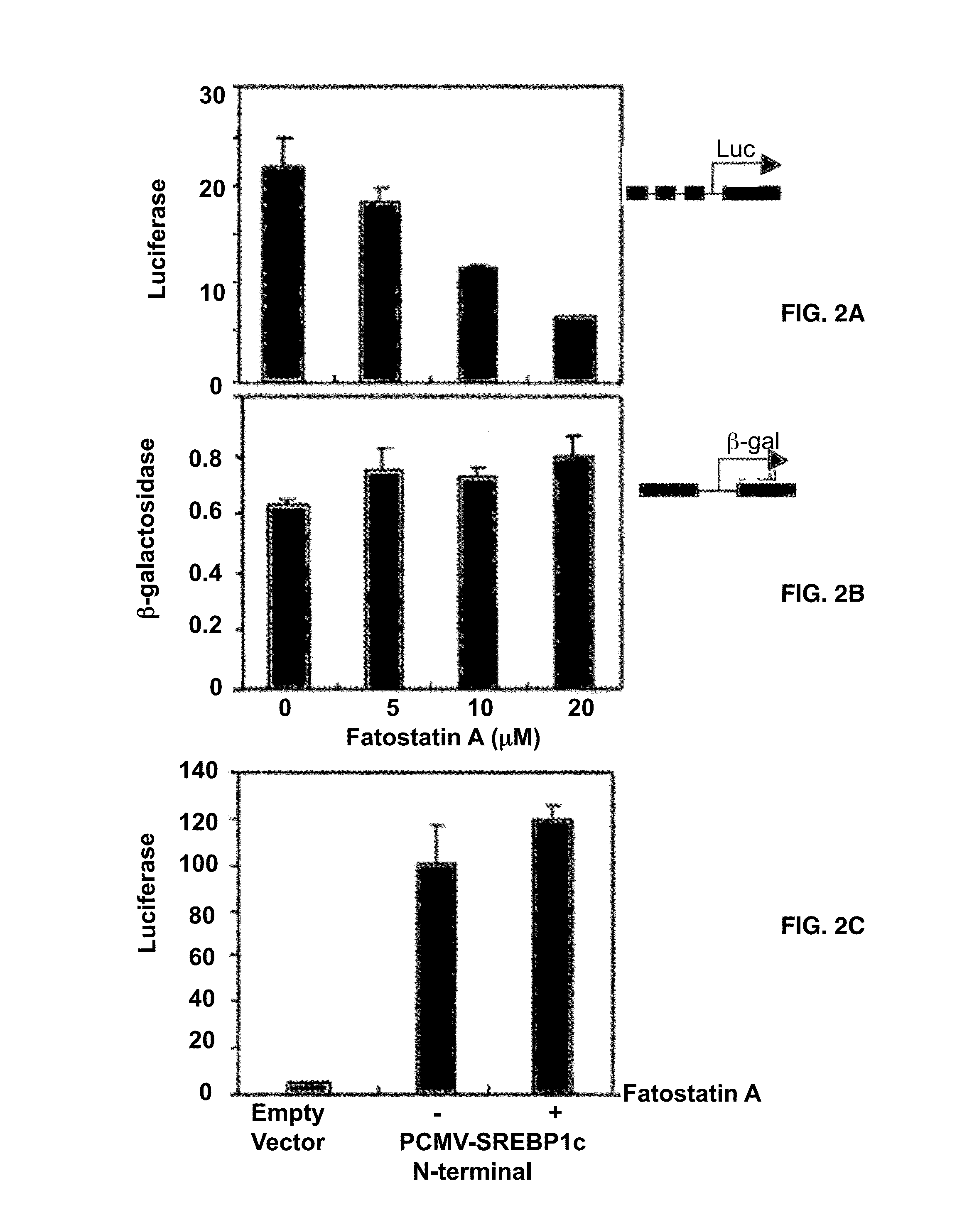 Methods and Compositions for the Treatment of Body Weight Related Disorders