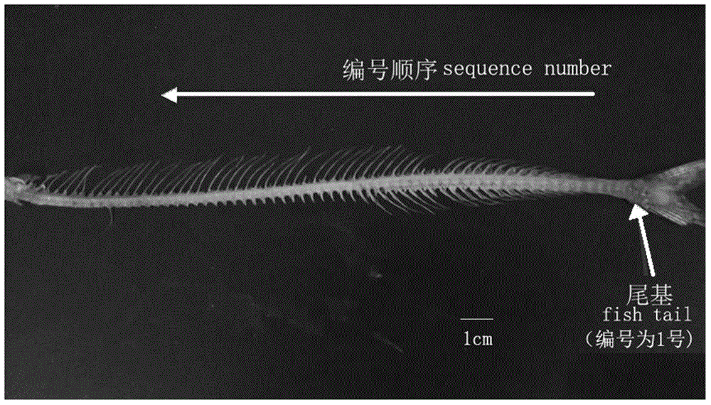 Construction method of vertebral growth characteristic analytical model for mackerel pike