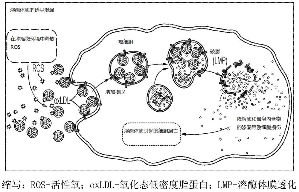 Systems and methods for lysosome induced immunogenic cell death