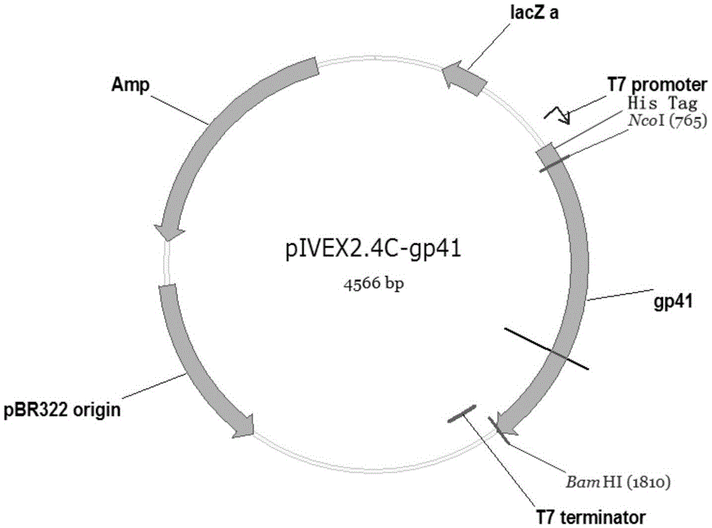 Method for producing HIV-1 gp41 recombinant antigen by means of Escherichia coli cell-free system