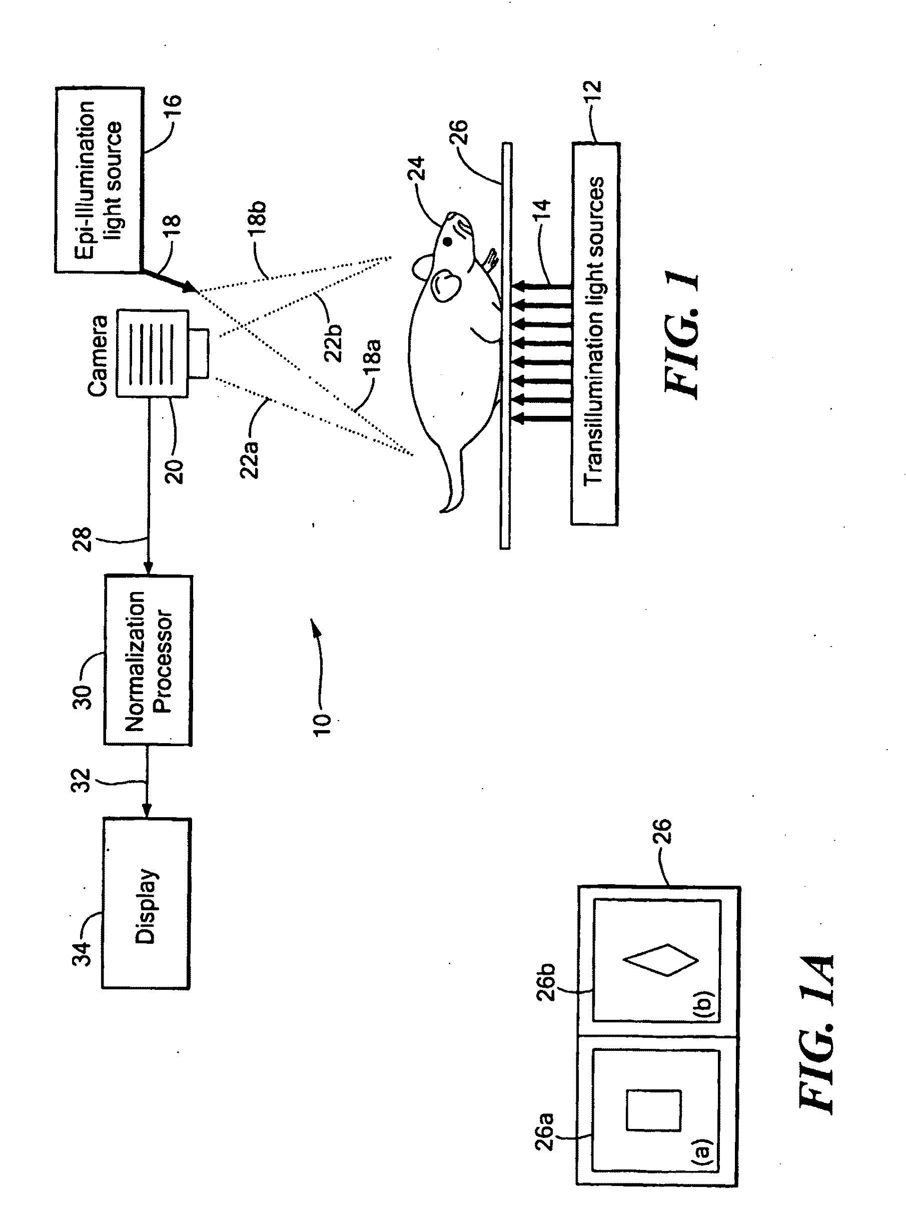 System and Method for Normalized Flourescence or Bioluminescence Imaging